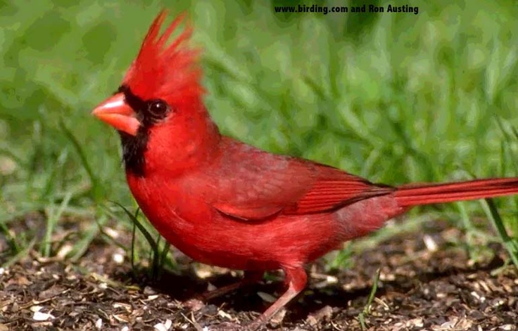 Photo:  red bird